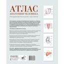 Атлас анатомии человека. Пищеварительная система — фото, картинка — 1