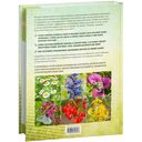 Лекарственные растения. Большая иллюстрированная энциклопедия — фото, картинка — 17