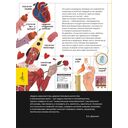 Человек. Исследуем тело и мозг человека — фото, картинка — 1