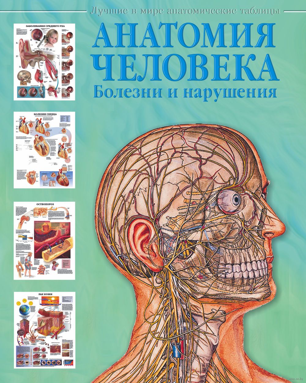 скачать бесплатно анатомия человека болезни и нарушения от махиянова е б перевод